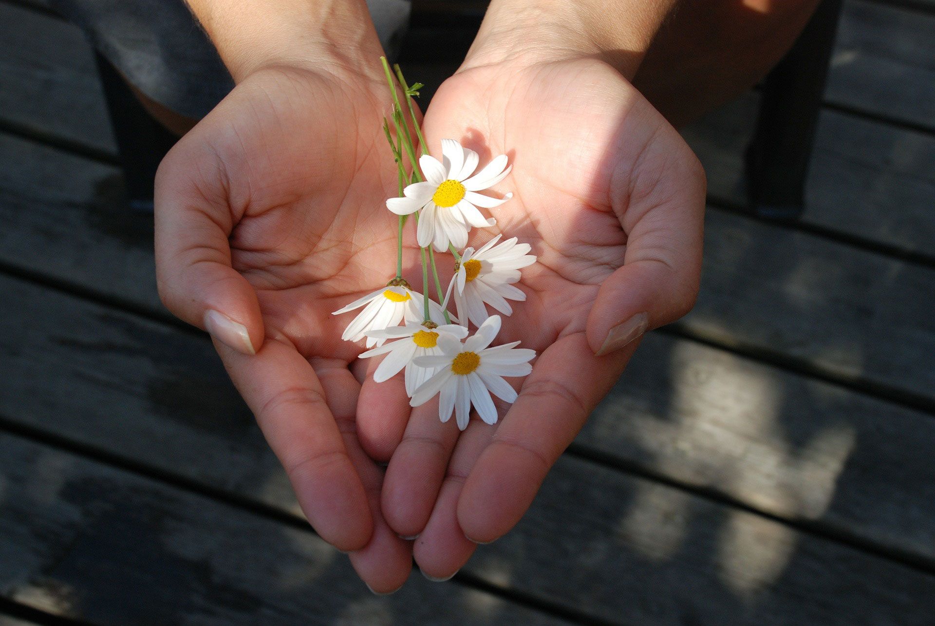 Blumen in Händen