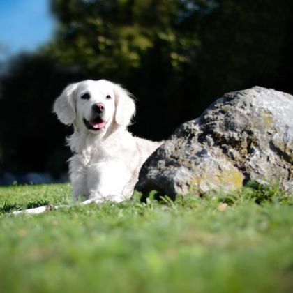 Bella, Firmenhund bei Bestattungen Plätschke in Düsseldorf